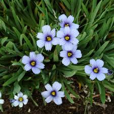 Image result for Sisyrinchium