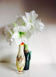 Amaryllis Bulb Fits In Ikea Glass Behind The Vase With One Flower That Broke Off