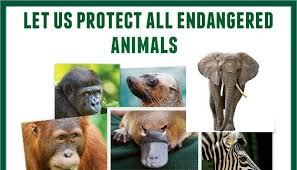 Image result for endangered animals