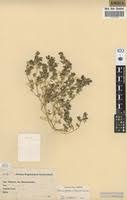 Image result for Sesuvium hydaspicum