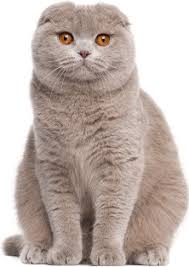 Image result for scottish fold