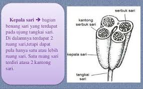 Fungsi Kepala Sari Pada Bunga Kamar Bagi Sel Jantan Bunga Sari Benang