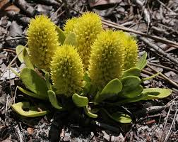 Image result for Polygala macrostigma