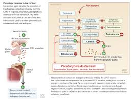 Image result for Transtubular Potassium Gradient