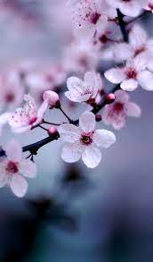 Pin On Flowers