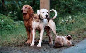 Ihre geliebte familie hat sie auf eine farm gebracht, weit weg von zu hause. Ein Tierisches Trio Wieder Unterwegs Trailer Kritik Zum Film Tv Today