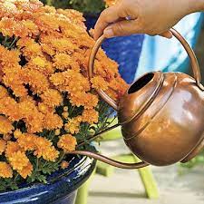 Great Tips For Growing Fall Mums Here Fall Mums Caring For Mums Gardening Tips