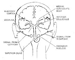 Support yang diberikan oleh kakitangan authentic venture sangat cemerlang di mana. Basic Cerebral Cortex Function Other Than Vision