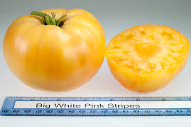 Jazz has outstanding sweet, bright flavor. Tomato Varieties Rutgers Njaes