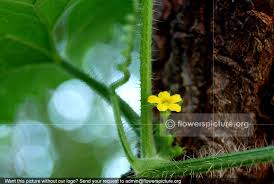 Image result for Cucumis maderaspatanus