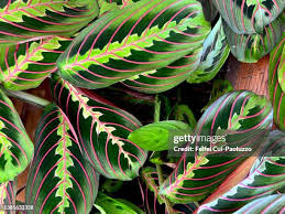 Image result for Marantaceae