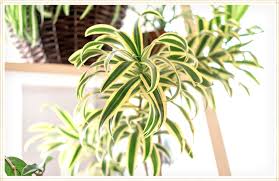 Spider plant 'bonnie' , ribbon plant 'bonnie' , curly spider plant. Spider Plant Care Guide Growing Information Tips Proflowers Blog