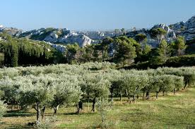 Carriere olivier salon de provence. Sur Les Chemins De L Olivier Dans La Vallee Des Baux De Provence Farmland Outdoor Durand