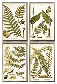 Antique Fern Framed Wall Grouping No 2 Museum Outlets Fern Prints Fern Wall Art Graphic Wall Art