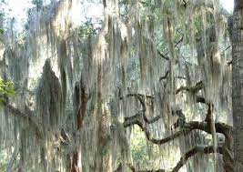 You can occasionally mist it between the soakings if you feel it needs it. How To Grow Spanish Moss Spanish Moss Care And Growing