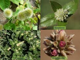 Image result for Amaranthaceae