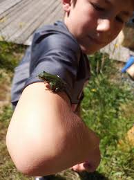 I happily recommended this page to our nature school community EPIC  Learning Victoria Our kids (K-3) are budding naturalists who forage, make  graves and rituals for our non-human kin, and can ID