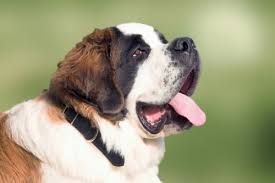 Saint Bernard Public Domain Image Search Freeimg