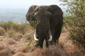 Elephant Hunting