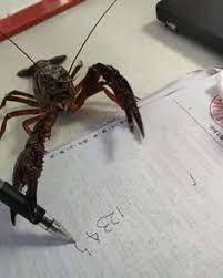 instagram da dunya bilim kultur okuma yazmanin insani hayvani yoktur d okuma yazma hayvan animal bilim science world video sci animals insects
