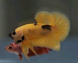 Ohmpk Yellow Banana Fancy Pretty Fish Fish Pet Beautiful Creatures