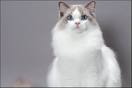 Ragdoll Cat Breed Complete Description, Pictures, Videos ...