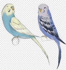 Love bird gambar vektor unduh gambar gratis pixabay. Parkit Macaw Lovebird Fraxure Haxorus Devon Still Peliharaan Orang Lain Parkit Png Pngwing