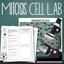 We did not find results for: Mitosis Of Animal And Plant Cells Lab By Science With Mrs Lau Tpt