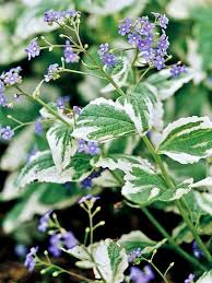 Die Schonsten Blauen Blumen Im Garten Anbauen Stauden Schattengartenpflanzen Garten