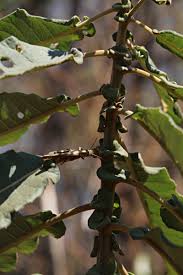 Image result for Vernonia myriantha