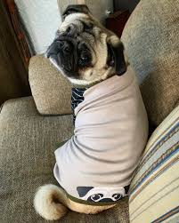 Take a look at awesome pug puppies gallery which is naturally cute and grumpy. How To Houseproof For A New Pug Puppy