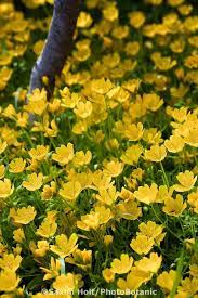 Holt 430 0610 Cr2 Photobotanic Stock Photography Garden Library Wild Flower Meadow Yellow Wildflowers California Native Plants