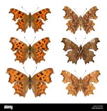 Image result for Polygonia c-album