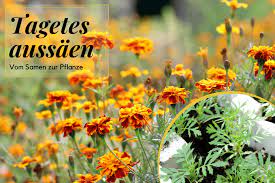 Tagetes aussaat und pflege der studentenblume in 2020 lockscreen. Tagetes Aussaen Aussaat Und Anzucht Aus Samen