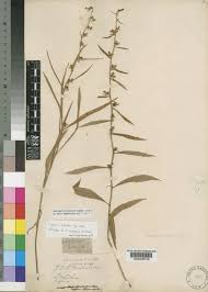 Image result for Cyphia