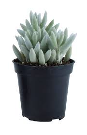 Image result for Senecio sp.no.2