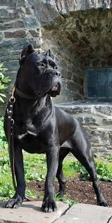 Cane Corso Kopek Turleri Pitbull Ve Hayvan