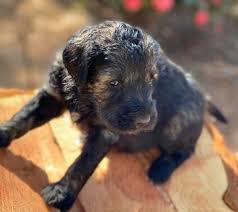 Maybe you would like to learn more about one of these? California Schnoodles And Sheepadoodles Giant Schnoodles And Sheepadoodles Home Facebook