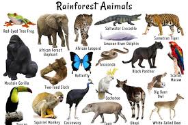 Animals of the tropical forest: Tropical Rainforest Biome Climate Location Plant Animal