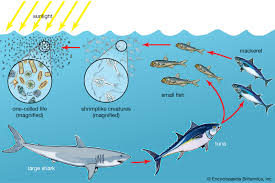 Food web definition food chain. Food Chain Definition Types Facts Britannica