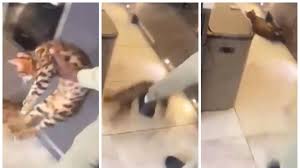 Elle montre kurt zouma frapper à plusieurs reprises un de ses chats. Khgfcwlve7omvm