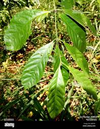 Image result for Pauridiantha dewevrei