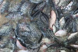 Maybe you would like to learn more about one of these? Cara Budidaya Ikan Nila Di Rumah Dengan Lahan Sempit Ekor9 Com