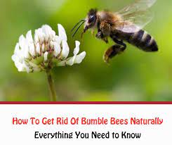 Bumble bee colonies usually grow to a few hundred individuals at most, never reaching the enormity of honey bee hives. Bumble Bees How To Get Rid Of Bumble Bees Naturally