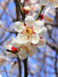 The mature plum tree reaches about 20 feet in height although without pruning they could double that height and width. Prunus Mume Wikipedia