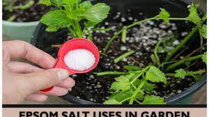 We did not find results for: Epsom Salt Uses In Garden Home Gardeners