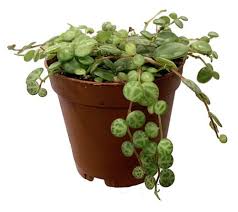 Image result for Ceropegia prostrata