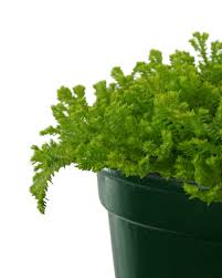 Image result for Selaginella kraussiana
