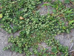 Image result for Guilleminea densa