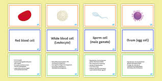 We did not find results for: Specialised Cells Find A Friend Card Sort